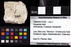 Foto (Objket + Etiketten) von Decapoda indet. 